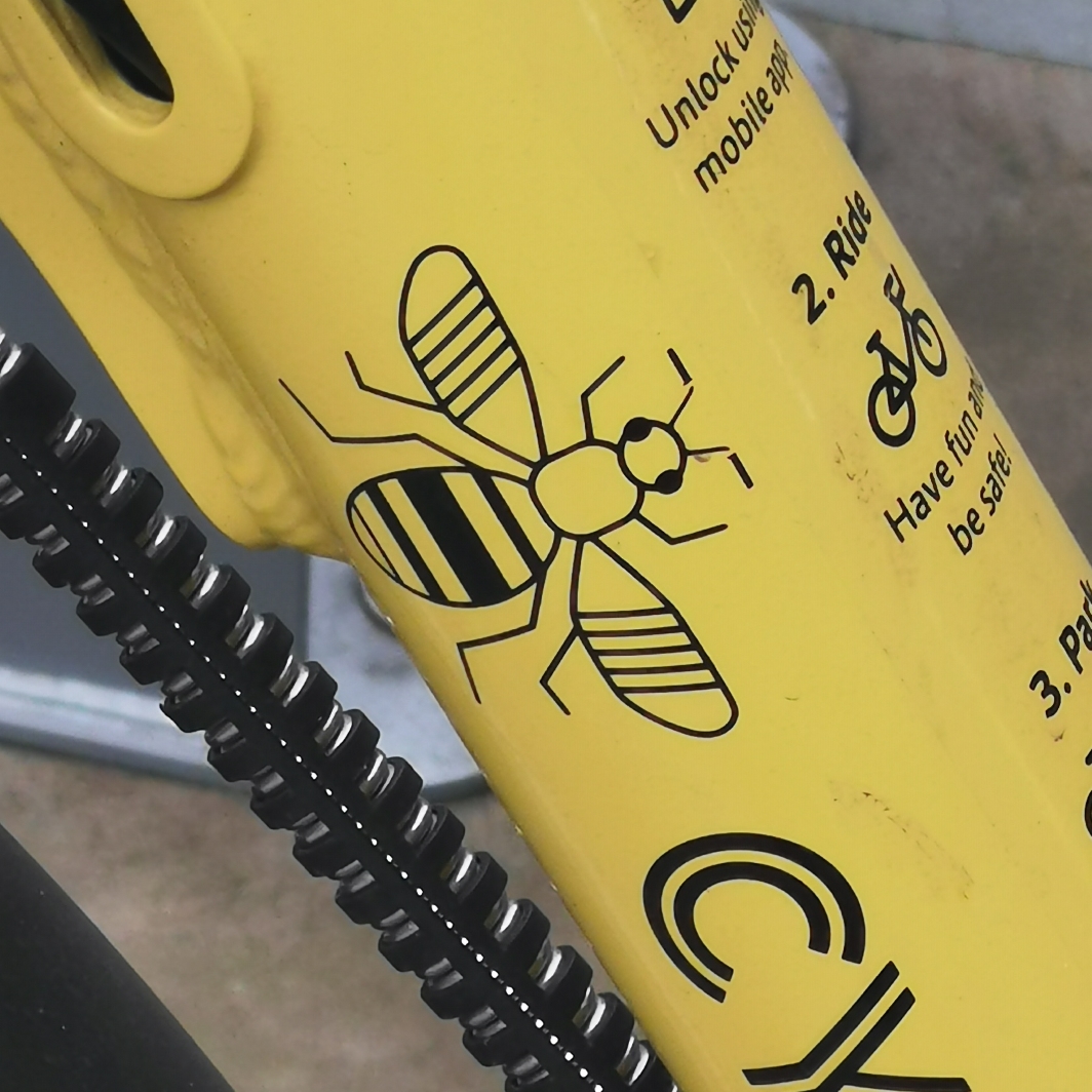 Bee on hire cycle near Dale Street